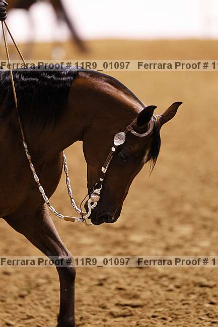 Proof 11r9_01097