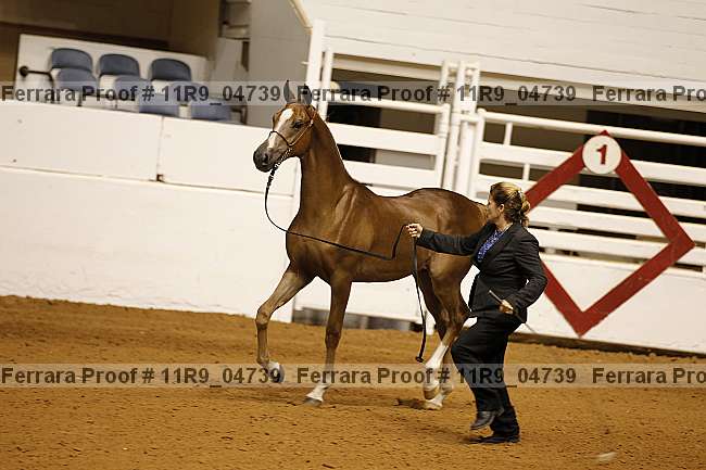 Proof 11r9_04739