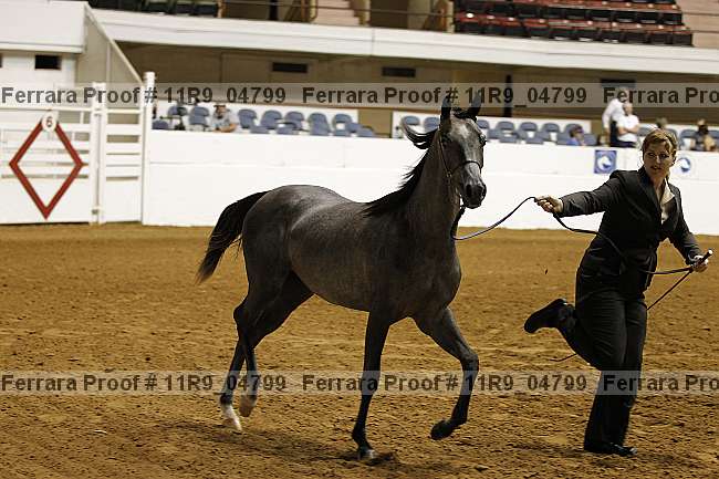 Proof 11r9_04799