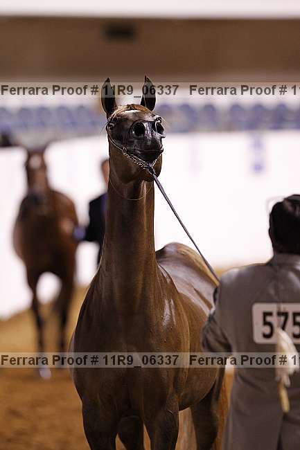 Proof 11r9_06337