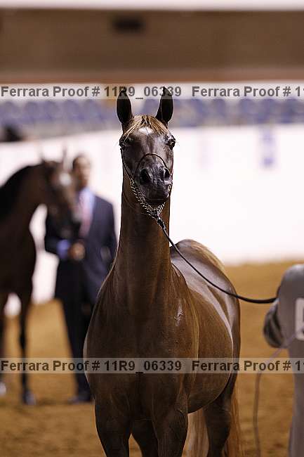 Proof 11r9_06339
