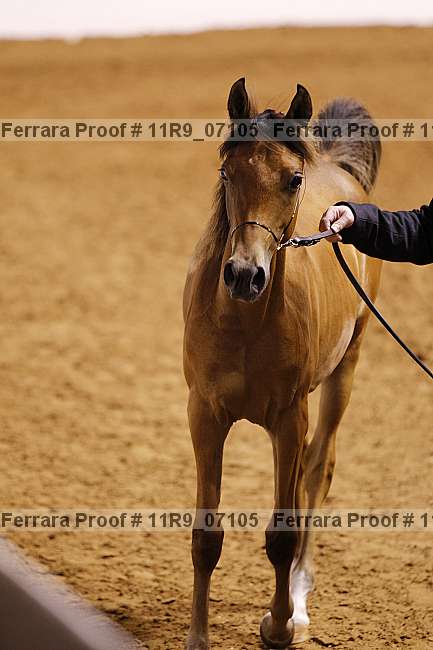 Proof 11r9_07105