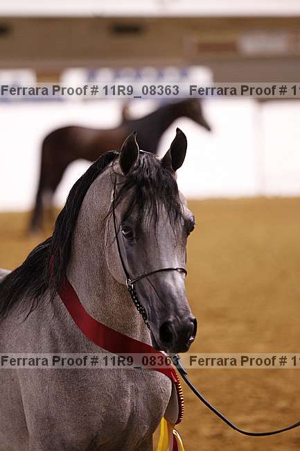 Proof 11r9_08363
