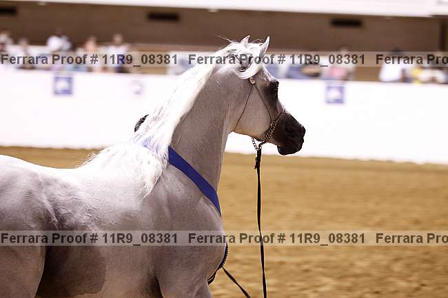 Proof 11r9_08381
