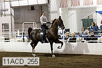 11acd_255 proof
