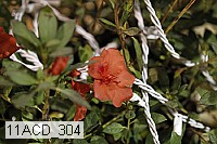 11acd_304 proof