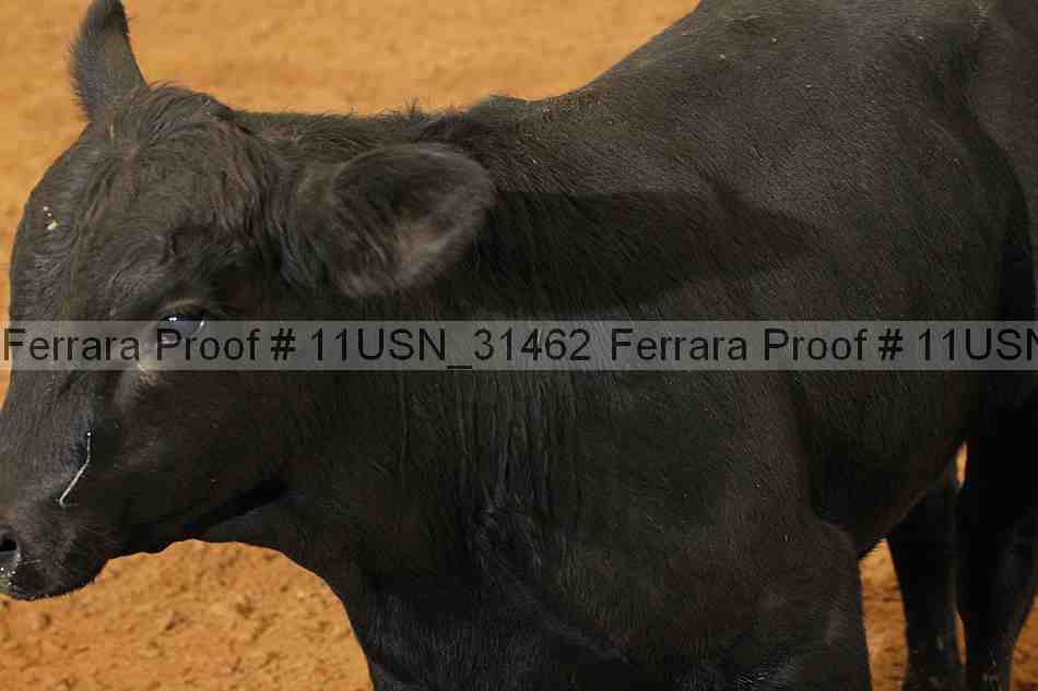 Proof 11usn_31462
