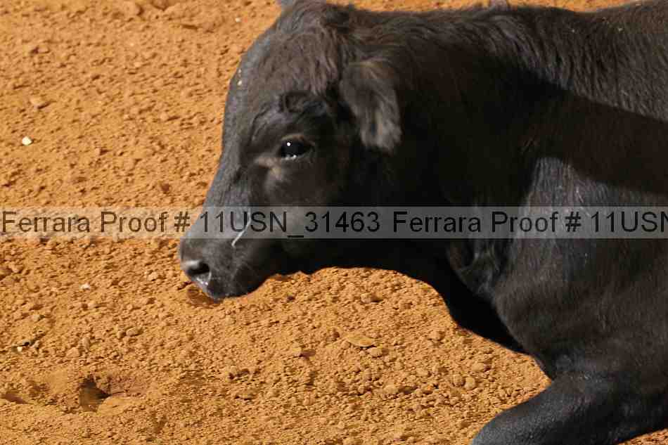 Proof 11usn_31463