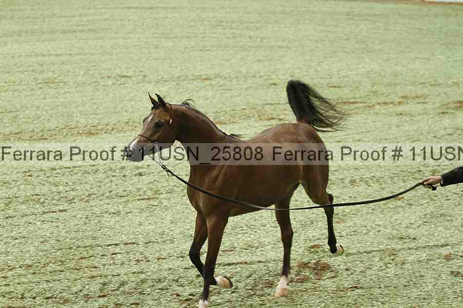 Proof 11usn_25808