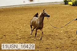 11usn_16429 proof