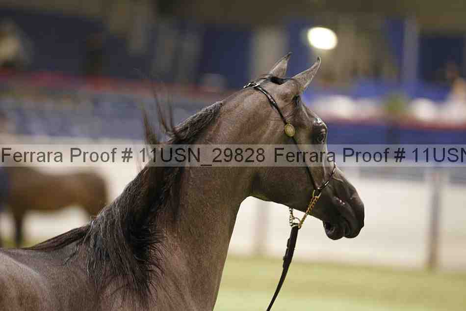 Proof 11usn_29828