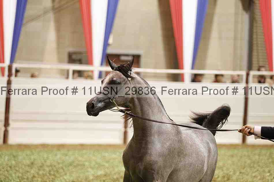 Proof 11usn_29836