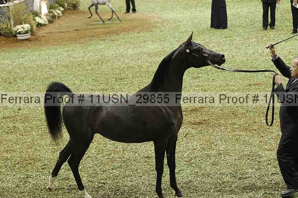 Proof 11usn_29855