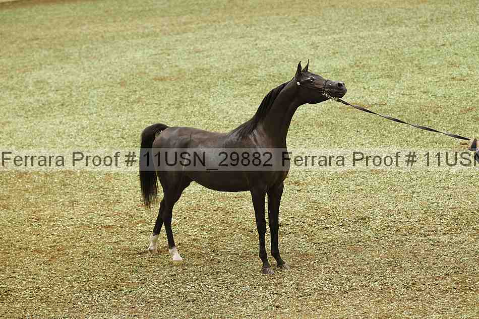 Proof 11usn_29882