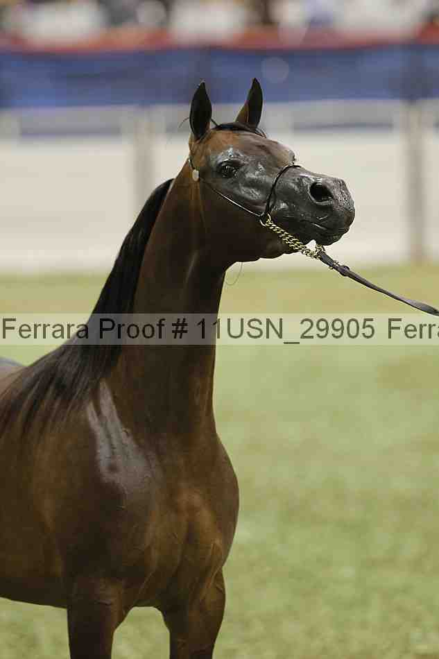 Proof 11usn_29905