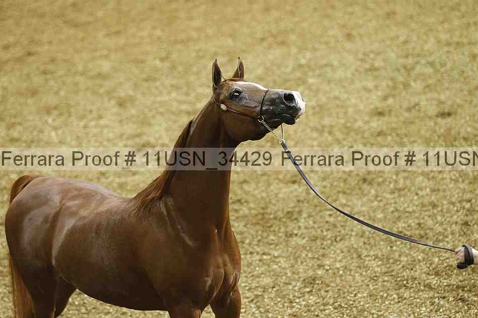 Proof 11usn_34429