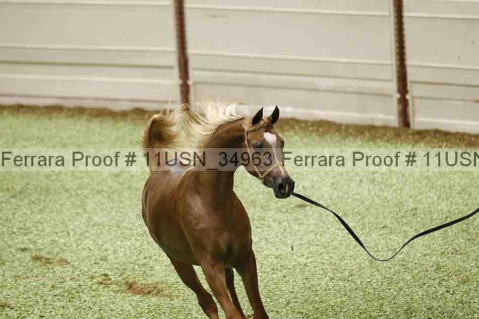 Proof 11usn_34963