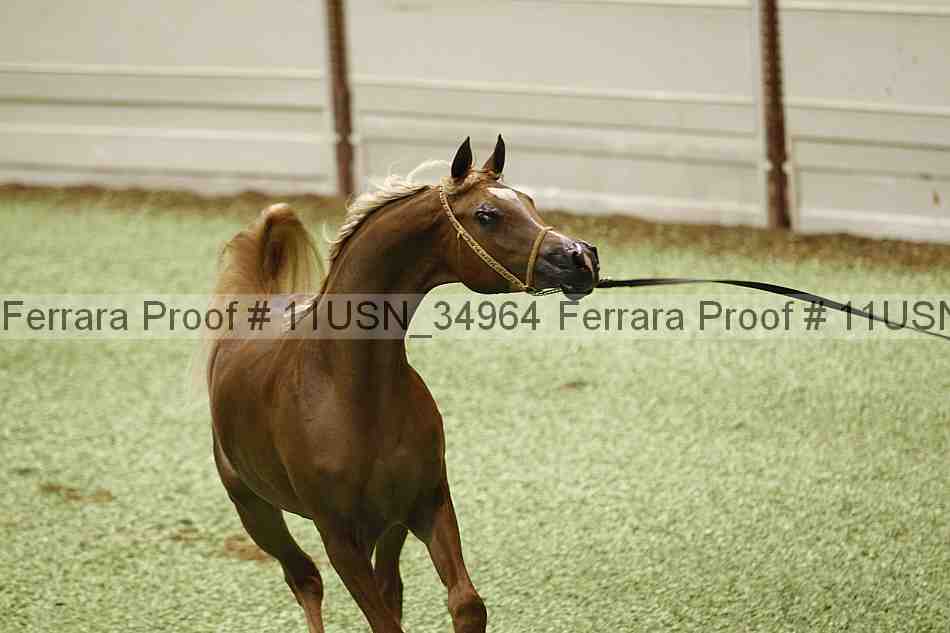 Proof 11usn_34964