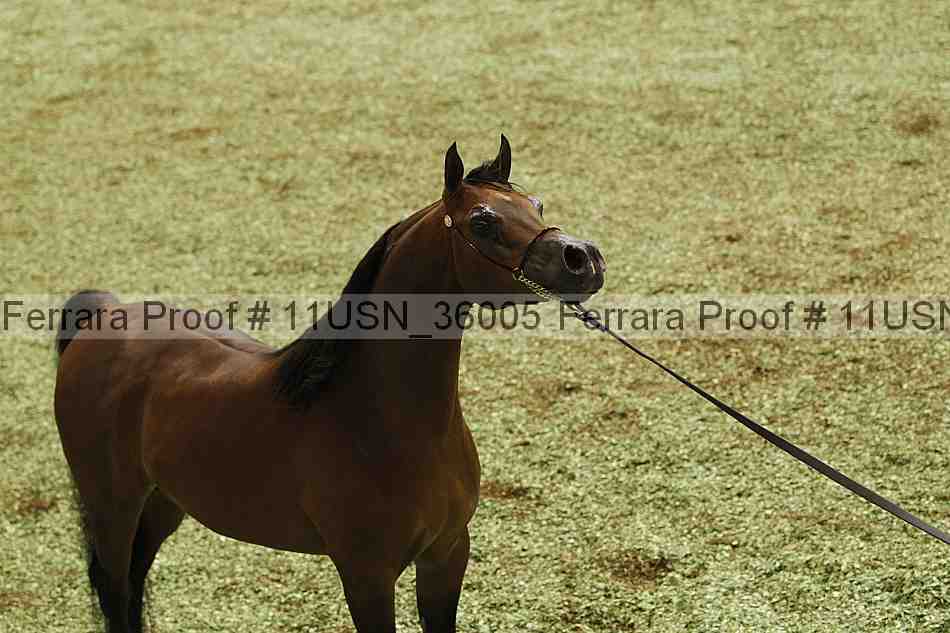 Proof 11usn_36005