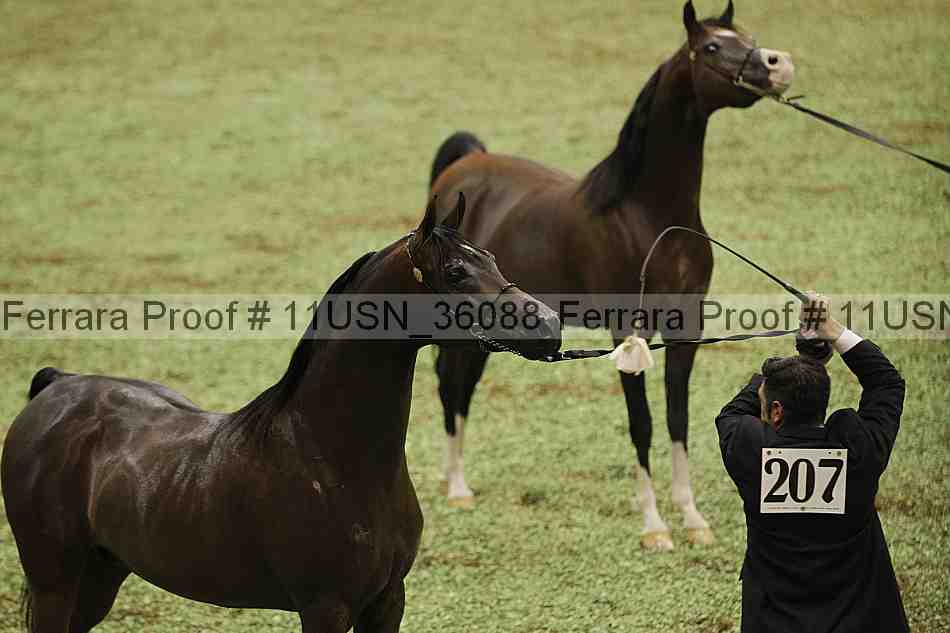 Proof 11usn_36088