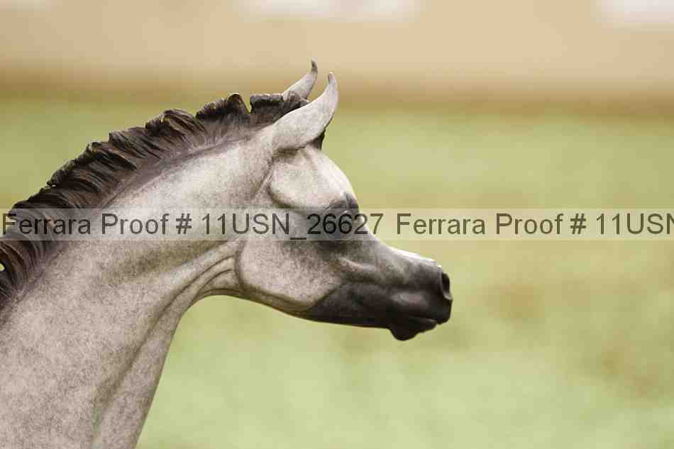 Proof 11usn_26627