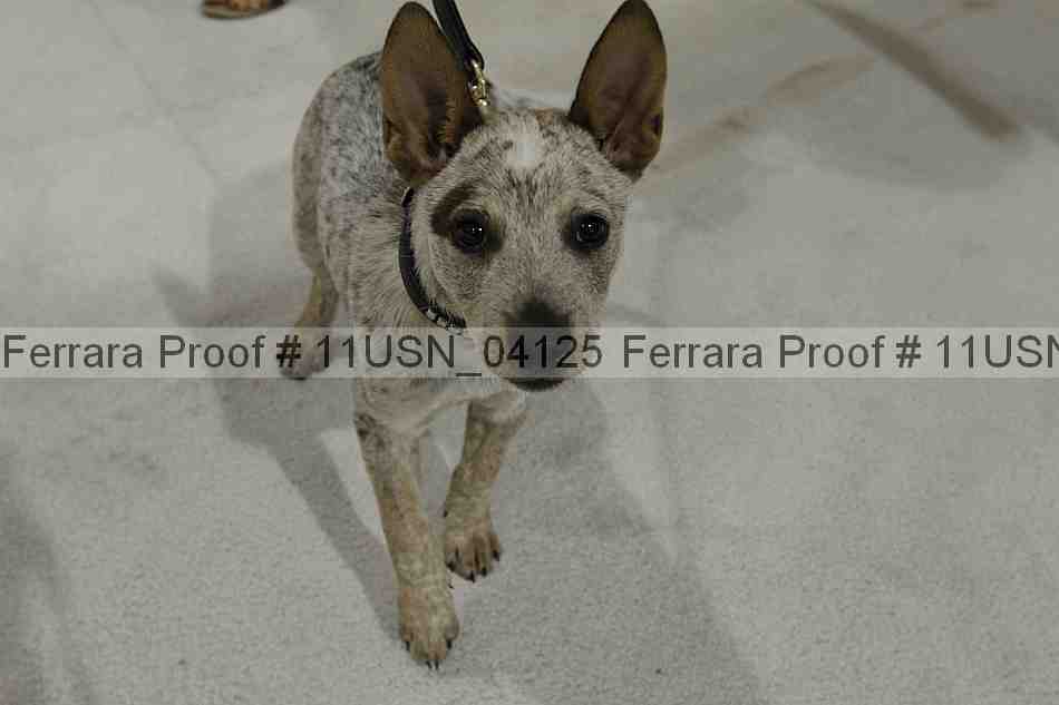 Proof 11usn_04125