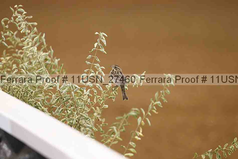 Proof 11usn_27460