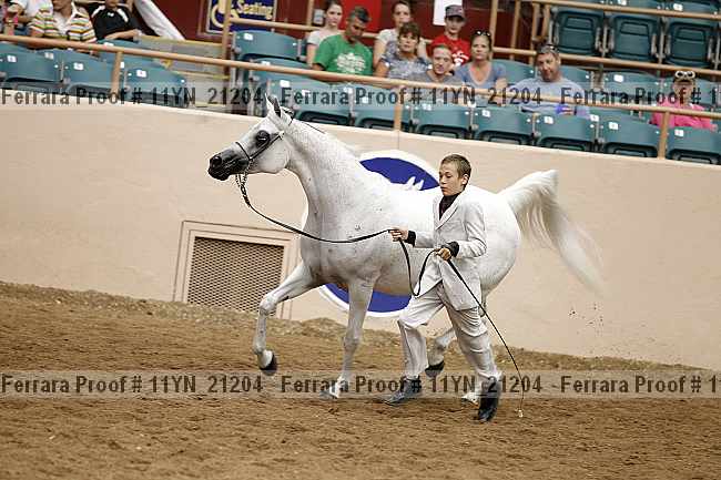 Proof 11yn_21204