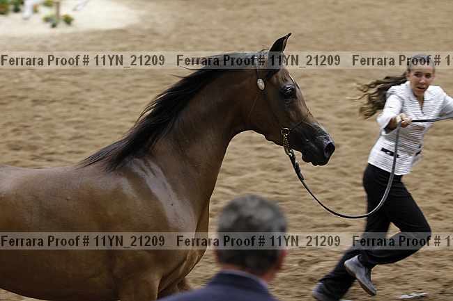 Proof 11yn_21209