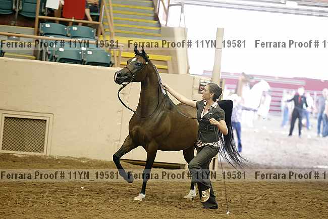 Proof 11yn_19581