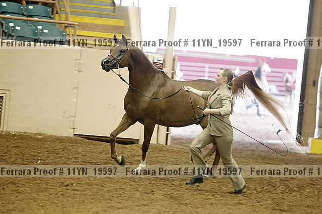 Proof 11yn_19597