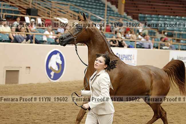 Proof 11yn_19602