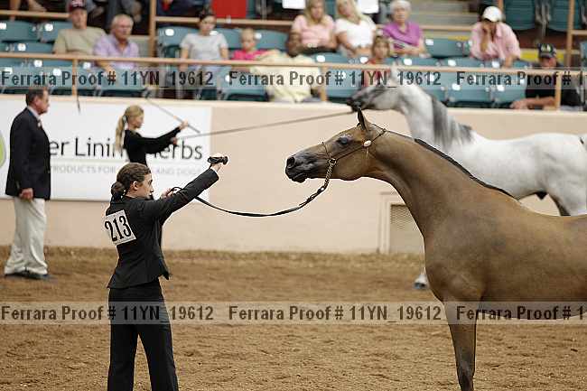 Proof 11yn_19612