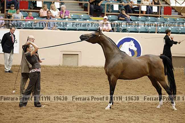 Proof 11yn_19630