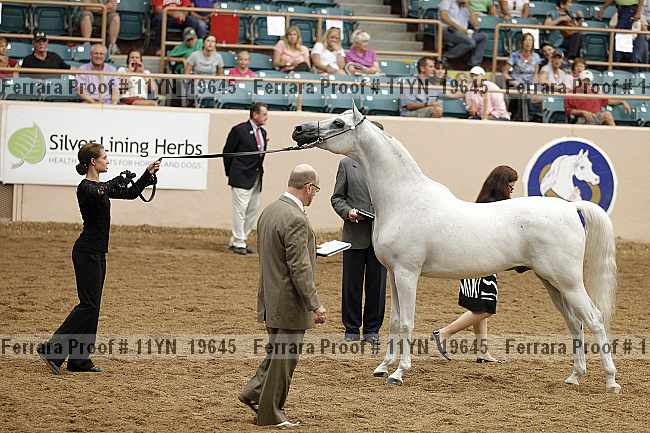 Proof 11yn_19645