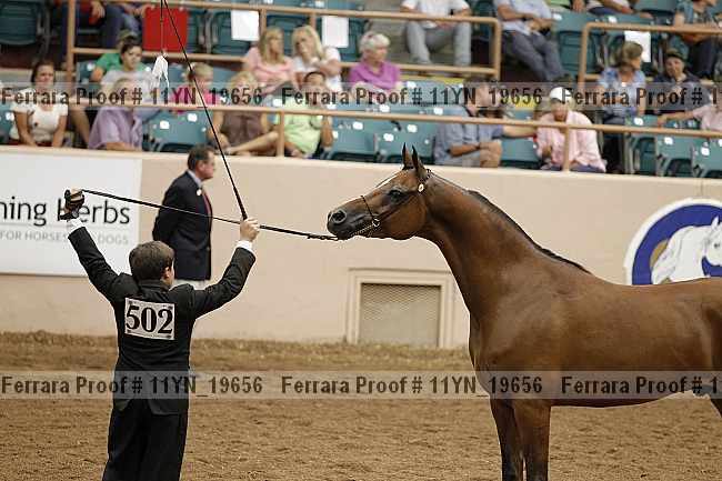 Proof 11yn_19656