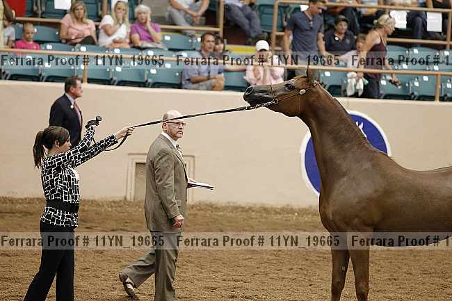 Proof 11yn_19665