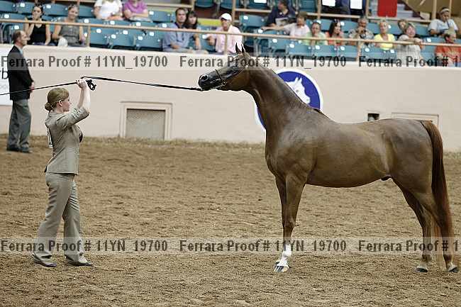Proof 11yn_19700