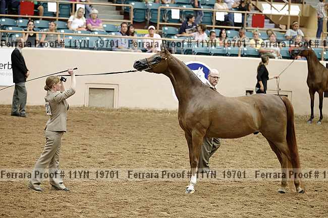 Proof 11yn_19701