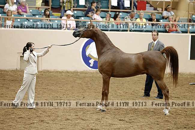 Proof 11yn_19713
