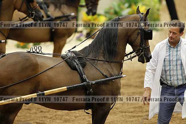 Proof 11yn_10747