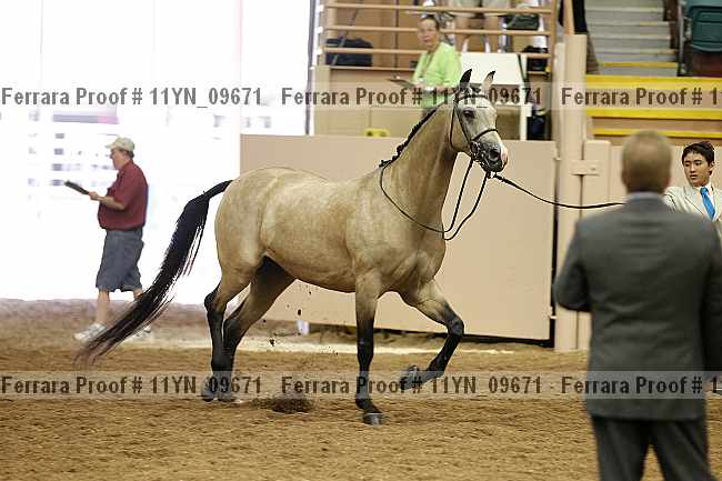 Proof 11yn_09671