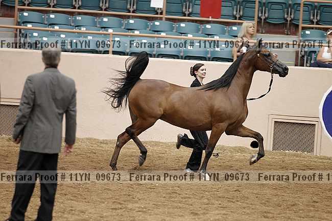 Proof 11yn_09673