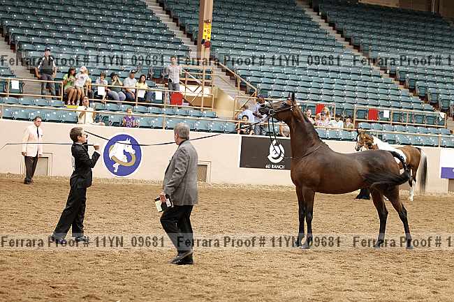Proof 11yn_09681