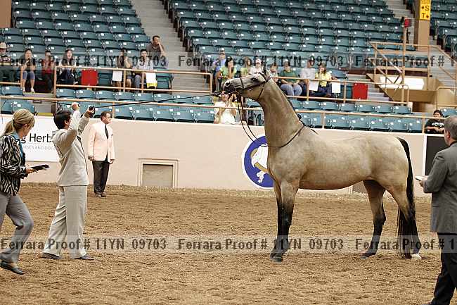 Proof 11yn_09703