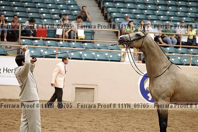 Proof 11yn_09705