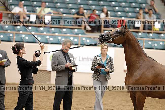 Proof 11yn_09718