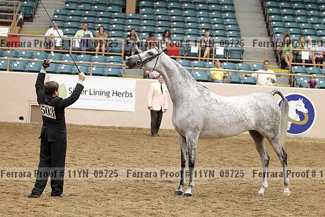Proof 11yn_09725