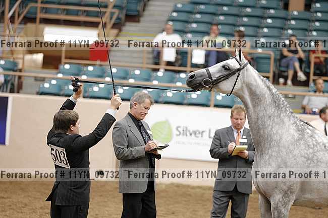 Proof 11yn_09732