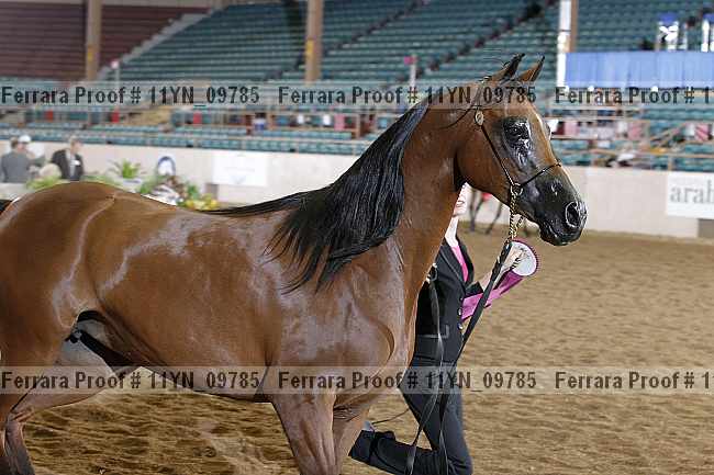 Proof 11yn_09785